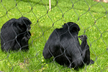 A family of monkeys at the Kiev Zoo.