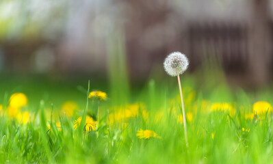 Green grass spring meadow with dandelions blurred