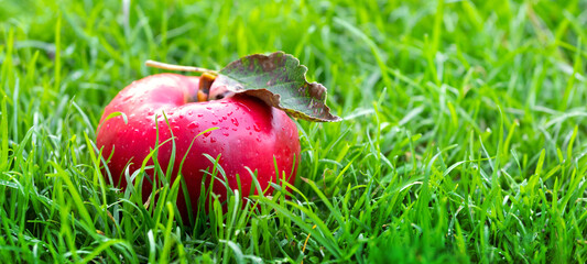 Ripe red apple from the garden on the grass. Apple harvest