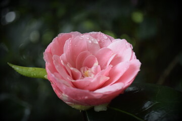 rose camellia after rain 