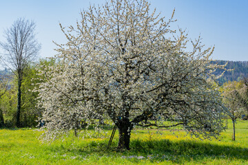 Blooming big cherry tree in green meadow with mayflower in springtime.