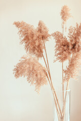 Pampas grass in a glass vase near grey wall. Modern dry flower decor.