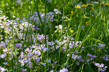 Fototapeta premium Purple mayflower in green meadow.