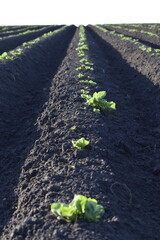 field of growing potato plants