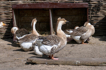 Beautiful geese on the farm. Large domestic goose.