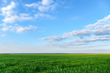 agricultural field with young sprouts and a blue sky with clouds - a beautiful spring landscape