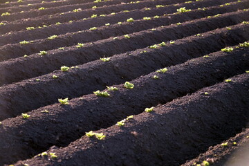 field of growing potato plants