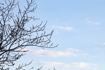 Obraz premium Beautiful silhouette of tree branches on a blue sky with clouds - copy space