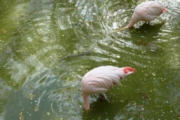 Pink flamingos swim in the lake. Flamingos at the Kiev Zoo.Pink flamingos swim in the lake. Flamingos at the Kiev Zoo.