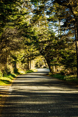 A country road through a forest with evening sunlight streaming through the trees, lighting the ground.
