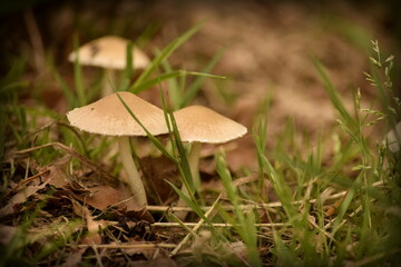 mushroom in the grass