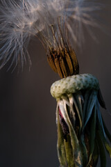 faded flower