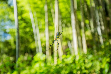 Spider in a spiderweb hanging in a bamboo grove between trees in the green forest of Mount Shosha, Japan.