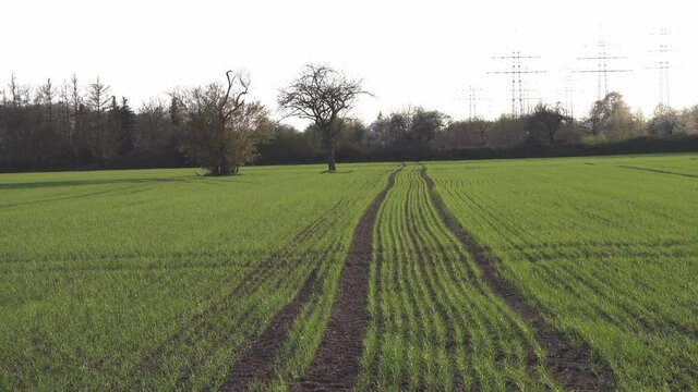 freshly sown cornfield in the spring with fresh green color and with fresh tractor track in the ground. Sunny daylight and agriculture scenery in Schwanheim, near Frankfurt
