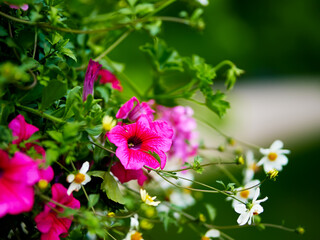 Petunia hybrid blooms in early spring with decorative daisy in the background.