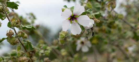Malva subovata. Malvaceae.