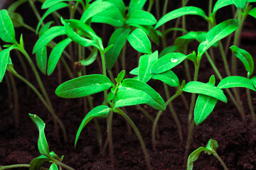 young shoots of tomato seedlings emerged from the ground, close-up