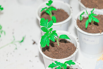 tomato sprouts in plastic pots
