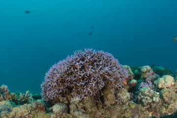 Fototapeta na wymiar Coral reef and water plants in the Red Sea, Eilat Israel 