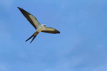 Obraz premium Swallow-tailed Kite in flight with prey in feet flying overhead with wings spread