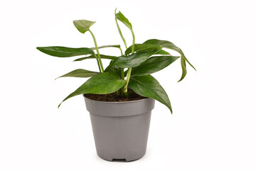 Tropical 'Epipremnum Pinnatum' houseplant with narrow leaves in flower pot isolated on white background