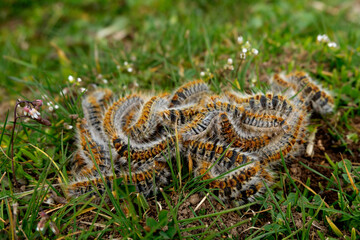 Oruga procesionaria del pino en Parque nacional de la Sierra de Guadarrama Madrid