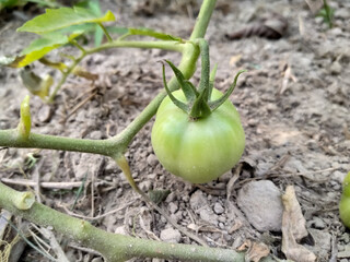 garden tomato fruit green on tree
