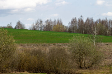 landscape with trees