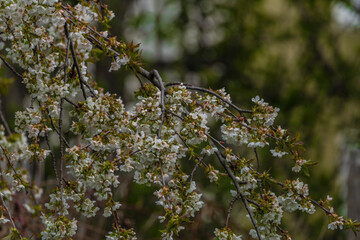 Blackbird singing on cherry tree branch with white bloom