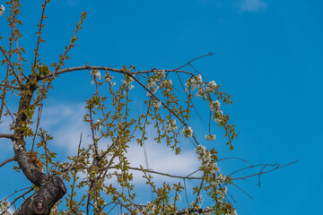 Blackbird singing on cherry tree branch with white bloom