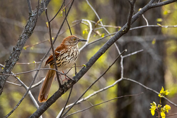 Small brown trasher bird perched on a tree on a spring morning