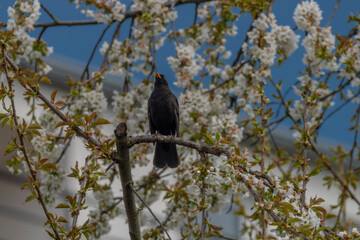 Blackbird singing on cherry tree branch with white bloom