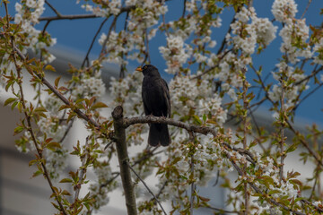 Blackbird singing on cherry tree branch with white bloom