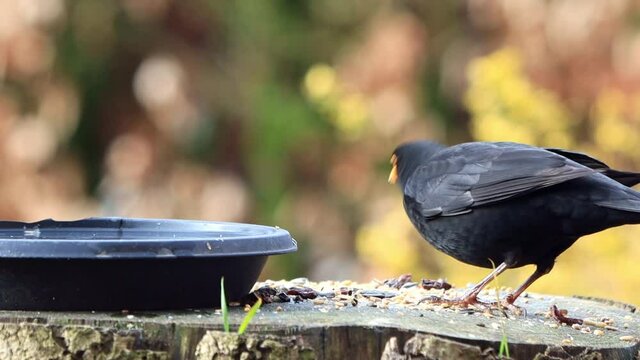 blackbird  turdus merula eats bird seed
