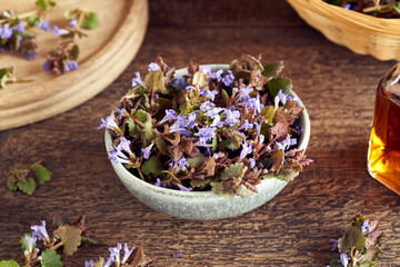 Fototapeta na wymiar Fresh ground-ivy medicinal plant in a bowl