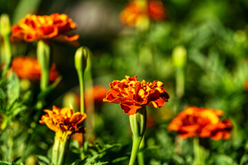French Marigold's golden flower (Tagetes patula) on nature background