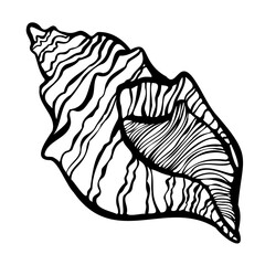 Decorative isolated black and white elegant illustration design of lined seashell