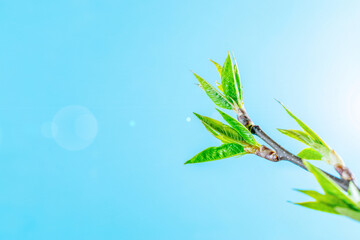 April floral nature. Spring blossom and may flowers on blue. For banner, branches of blossoming cherry against background. Dreamy romantic image, landscape panorama, copy space.