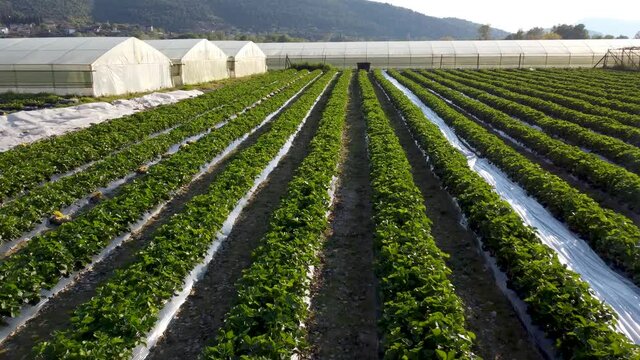 Aerial drone view of Strawberries field and greenhouse at sunset. Strawberry plantation under mulch foil and with drip irrigation. Agriculture.