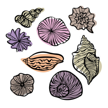 Decorative isolated elegant illustration design of lined seashells in floral forms in pastel colors