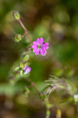 Fototapeta premium purple flowers in a green meadow
