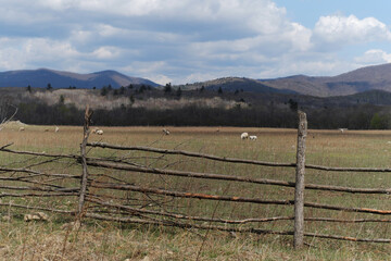 Fototapeta na wymiar Sheep graze on a ranch surrounded by a simple wooden fence made of long poles