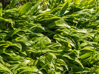 Frischer Bärlauch auf Wiese im Frühling