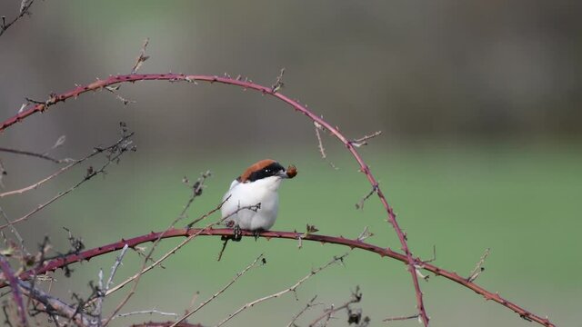 The woodchat shrike Lanius senator in natural habitat perched on branch, and eats a beetle.