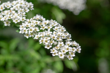 Spiraea cinerea white flowering plant branches, Gray Grefsheim beautiful ornamental springtime flowers in bloom