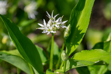 Allium ursinum wild bears garlic flowers in bloom, white rmasons buckrams flowering plants, green edible healhty leaves