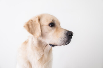 Portrait of a golden retriever on a white background. The dog looks to the side, photo in profile