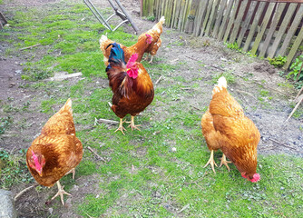 A rooster guard walks his chickens. The rooster is the head of the family. The main guard for the chickens. Proud and beautiful cock