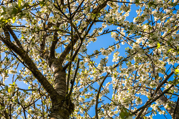Kirschbaumblüte