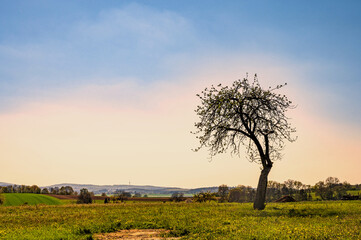 Fototapeta na wymiar Einsamer Baum auf der Weide in der Nachmittagssonne